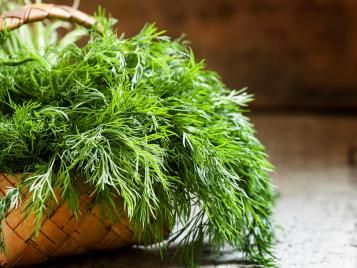 Freshly harvested dill