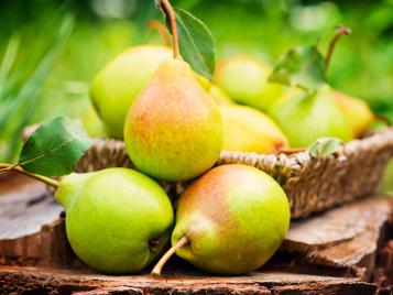 Freshly harvested pears