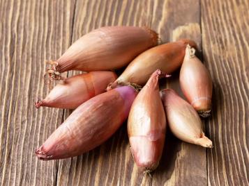 Freshly harvested shallots