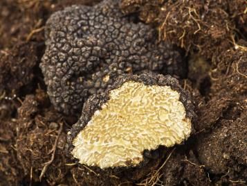 Freshly harvested truffles