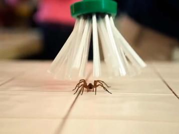 Spider catcher gadget