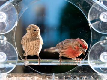 Window bird feeder