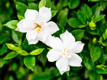 Gardenia flowers