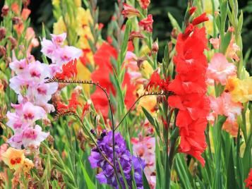 Gladioli flowers - various colours