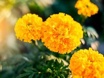 Marigold flowers closeup