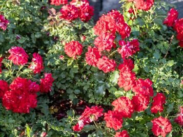 Ground cover roses