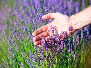 Lavender growing, in flower