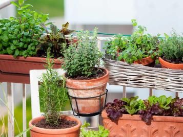 Growing fruit, vegetables and herbs on a balcony