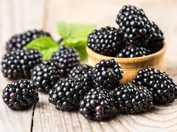 Freshly harvested blackberries