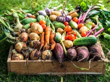 Freshly harvested garden vegetables