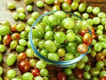 Freshly harvested gooseberries