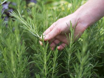 Harvesting fresh rosemary from plant