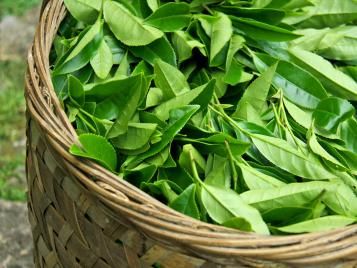 Harvesting tea