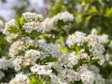 Hawthorn bush in full bloom