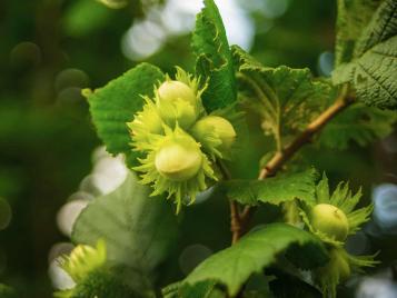 Hazelnuts growing on a hazel tree