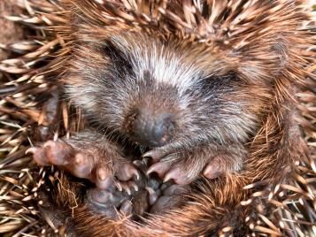 Sleeping hedgehog