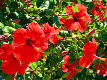 Hibiscus flowers closeup