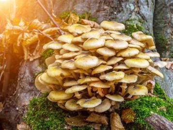 Honey fungus toadstools