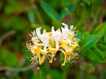 Honeysuckle flowers