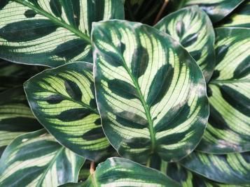 Calathea houseplant