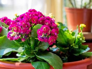 Kalanchoë houseplant