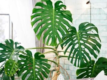 Monstera deliciosa houseplant