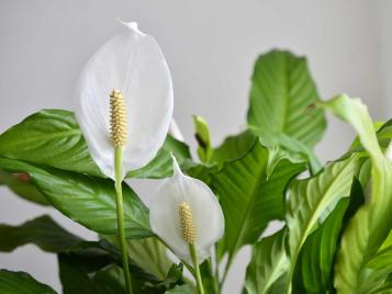 Peace lily