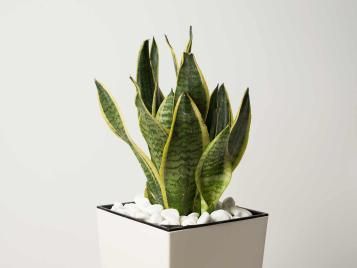 Sansevieria