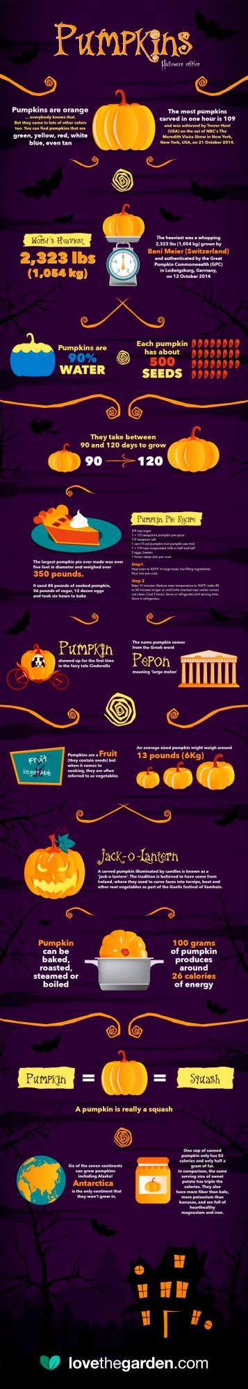 Pumpkins infographic