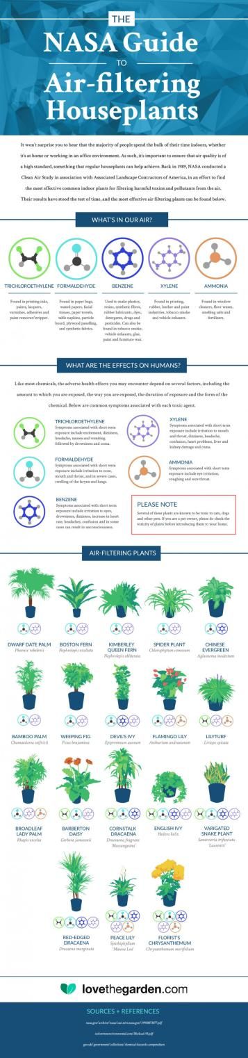 Nasa best plants for air outlet quality