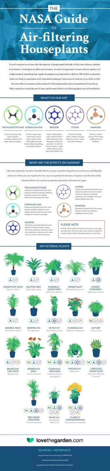 NASA air-filtering plants infographic