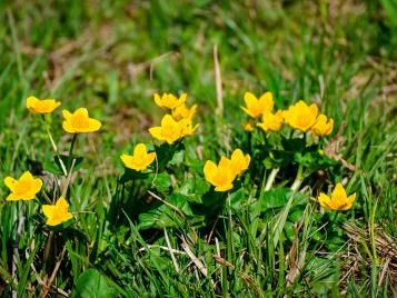 Creeping buttercup weed