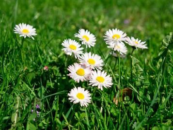 Daisies in lawn