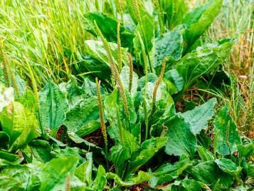 Plantain weed