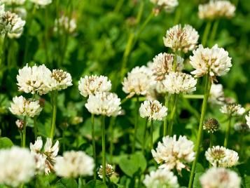 White clover weeds