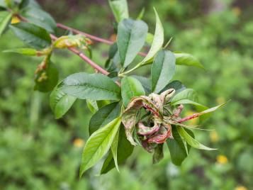 Peach leaf curl symptoms