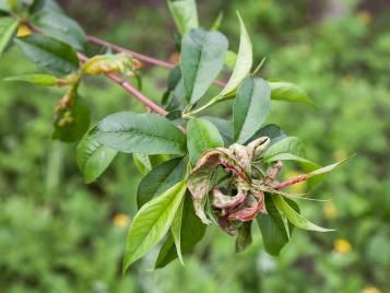 Peach leaf curl symptoms