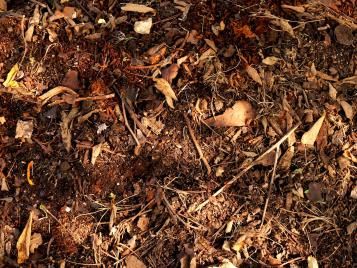 Composted leafmould