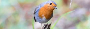 What do robins eat?