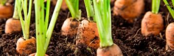How to use chicken manure pellets for your garden | Love the Garden