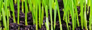 Best time to sow grass seed