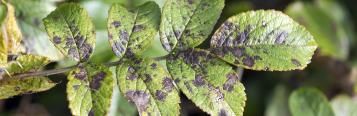 Common types of plant fungus