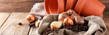 Planting spring bulbs in pots and containers
