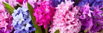Top 10 most popular spring bulbs