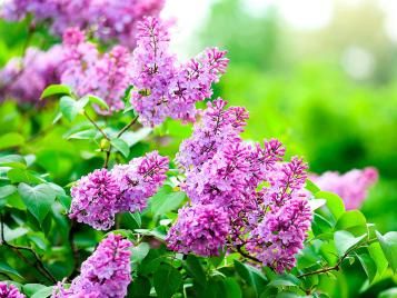 Lilac flowers