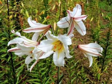 Lilies growing