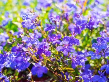 Lobelia flowers closeup