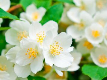 Mock orange flowers