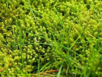 Closeup of moss in a lawn