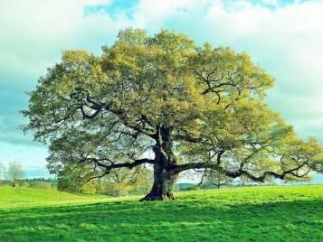 English oak tree